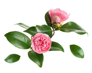 Obraz premium Pink camellia flower, Camellia blooming with leaves isolated on white background, with clipping path 