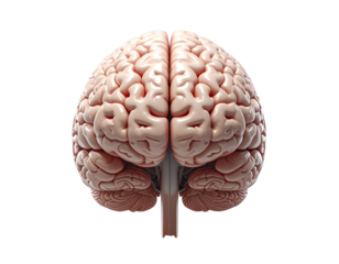  Human Brain Model with Labeled Anatomical Regions, Front View Illustration
