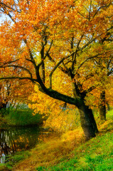 Fototapeta premium Autumn forest landscape with the golden oak tree near the forest pond, soft focus processing