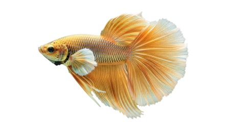 Isolated golden Betta fish with large tail fin swimming aquatic animal freshwater life