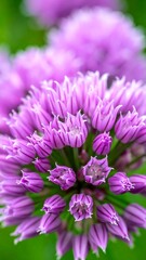 Obraz premium Close-up of vibrant purple flower cluster