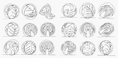 Hand-drawn line art illustrations of various cabbages, including whole heads, cross-sections, and individual leaves, on a transparent background.