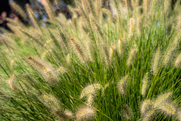 ブダペストの猫じゃらし