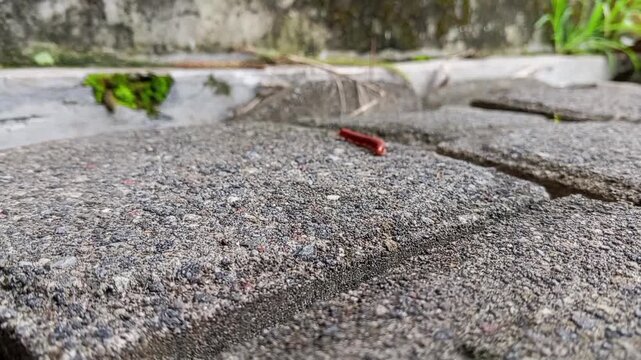 A tiny millipede explores the rugged, rocky terrain. Its journey across this textured terrain is an adventure in miniature. This video was taken in the car park of the BCA bank in Tasikmalaya. 