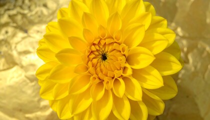 Close-up of a vibrant yellow dahlia (1)