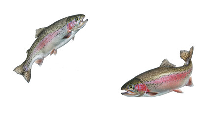 Two hyperrealistic Rainbow Trout, one silvery-grey leaping from clear water with droplets, one reddish-pink swimming, on transparent background, crisp studio lighting. Dynamic aquatic life concept