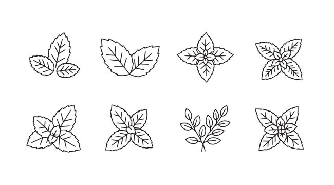 Collection of hand drawn botanical line art illustrations of mint leaves silhouette