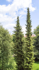 Fototapeta premium Tall evergreen trees reaching towards a bright sky with fluffy clouds and lush greenery below in Graz, Austria