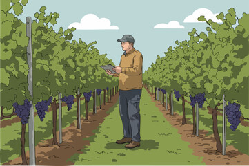 vineyard worker examines grapes with a tablet showcasing sustainable farming Clear composition vibrant green foliage and a rural setting Ideal for agriculture technology and lifestyle themes