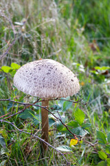 Big mushroom in landscape