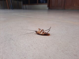Dead cockroach on the terrace floor