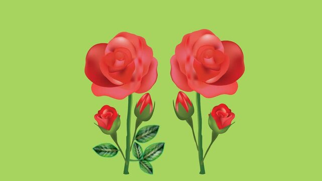 draw pair of red rose flower decorate with colourful butterfly, bud and green leaf on green screen background
