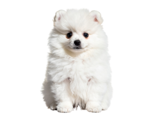 White Pomeranian and Chihuahua puppies isolated on white background