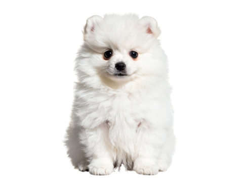 White Pomeranian and Chihuahua puppies isolated on white background