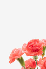 カーネーションの花を白背景で撮影07
