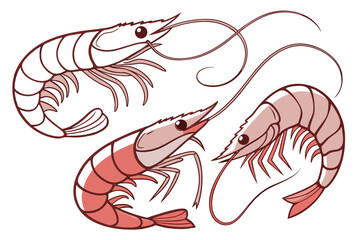 vector illustration of a shrimp
