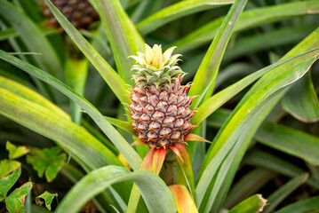 Close up of a Pineapple Growing on a Plant The Concept of Tropical Agriculture