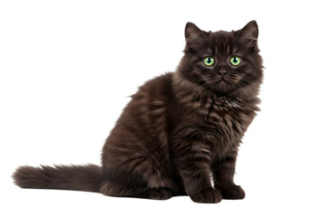 Elegant Dark Feline with Striking Green Eyes on Crisp White Background – Perfect Companion Representation.
