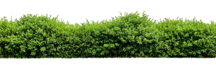 Dense green hedge line