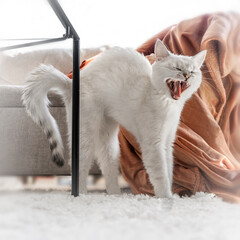 junge weisse katze gähnt und macht einen katzenbuckel, britishkurzhaarkatze jung
