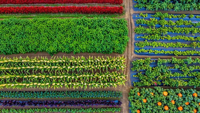 Aerial View of Diverse Agricultural Fields Showcasing Vibrant Colors and Neat Rows for Sustainable Farming and Food Production Concepts