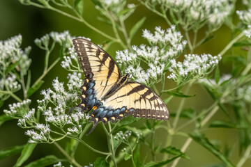 A male Eastern Tiger swallowtail butterfly feeding on a flower