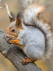 The squirrel with nut sits on tree in the autumn. Eurasian red squirrel, Sciurus vulgaris.