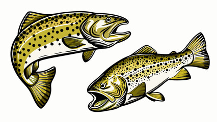 Two brown trout fish illustration isolated on white background