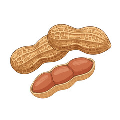 peanut on white background