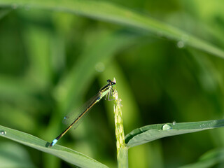 朝露に濡れた植物に止まるアオモンイトトンボ