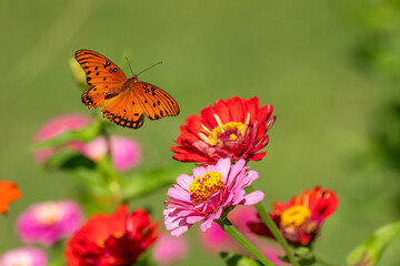 Gulf fritillary butterfly flying over a garden of zinnias