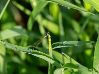 朝露に濡れた植物に止まるアオモンイトトンボ