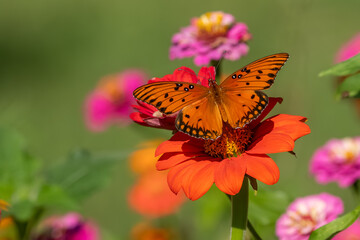 Gulf fritillary butterfly flying over a garden of zinnias