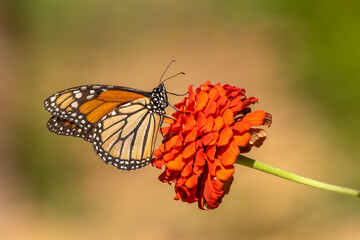 A monarch butterfly feeding on an orange zinnia
