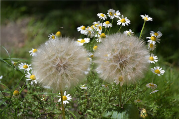 Pola, łąki, maki i dmuchawce. © grzegorz