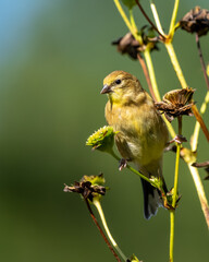 A female goldfinch feeding on a dead flower