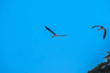 Two painted storks in flight against a vibrant blue sky, captured in India. Simple composition, emphasizing the birds.
