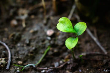 Close-up of a vibrant green seedling emerging from dark soil in India, showcasing delicate details and shallow depth of field.