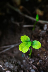Close-up of a vibrant green seedling sprouting from dark soil in India, showcasing delicate new growth.