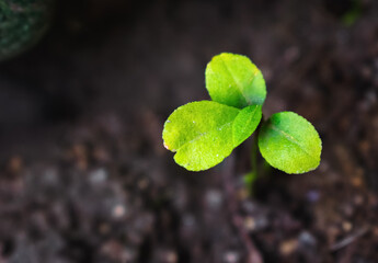 Close-up of a vibrant green seedling sprouting from dark soil in India, showcasing detailed leaf texture.