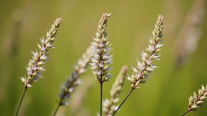 Obraz premium close up of wheat ears