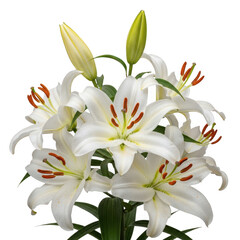 Beautiful white lily bouquet blooming freshly for a special occasion transparent background