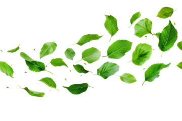 falling green leaves flying in wind wave isolated on white or transparent png