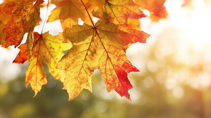 Obraz premium Crimson Maple Autumn Background