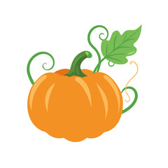Classic pumpkin with tendrils, a traditional autumn harvest