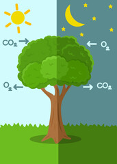 Educational illustration of tree photosynthesis and respiration showing oxygen release during the day and carbon dioxide at night. Science learning graphic for kids.