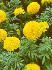 Beautiful Marigolds in the field under natural light, vertical image flower Marigolds.