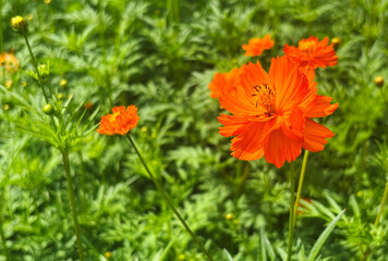Close up a beautiful orange Cosmos flower in the field under morning sunlight. Landscape image with space.
