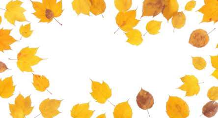 Falling yellow leaves