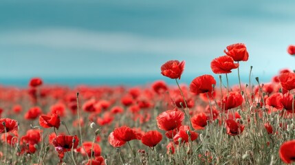 Obraz premium Vibrant red poppies in a tranquil field under a clear sky